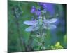 Dragonfly-Lynn M^ Stone-Mounted Photographic Print