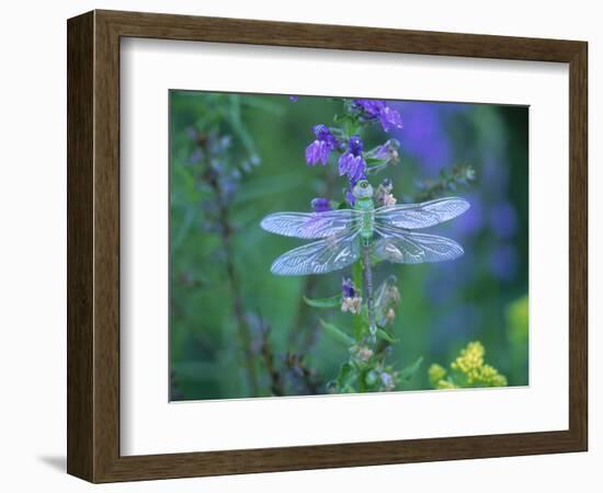 Dragonfly-Lynn M^ Stone-Framed Photographic Print