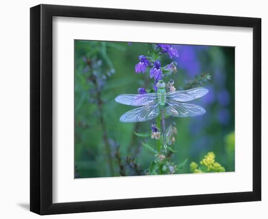 Dragonfly-Lynn M^ Stone-Framed Photographic Print