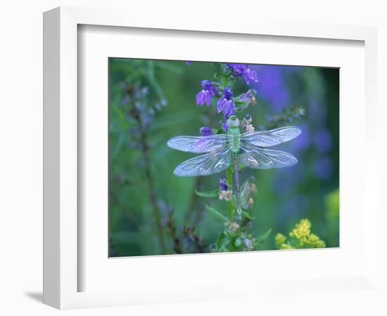 Dragonfly-Lynn M^ Stone-Framed Photographic Print