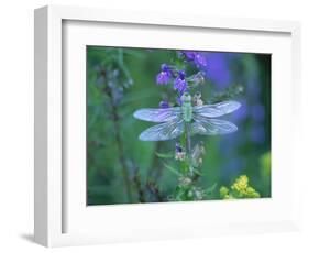 Dragonfly-Lynn M^ Stone-Framed Photographic Print