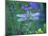 Dragonfly-Lynn M^ Stone-Mounted Photographic Print