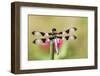 Dragonfly-null-Framed Photographic Print