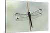 Dragonfly-Gary Carter-Stretched Canvas