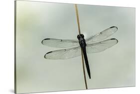 Dragonfly-Gary Carter-Stretched Canvas