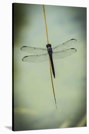 Dragonfly-Gary Carter-Stretched Canvas