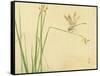 Dragonfly-Bairei Kono-Framed Stretched Canvas