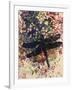 Dragonfly-Sarah Thompson-Engels-Framed Giclee Print