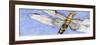 Dragonfly-Sharon Pitts-Framed Giclee Print