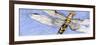 Dragonfly-Sharon Pitts-Framed Giclee Print