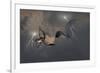 Dragons Air Battle & Lightning-null-Framed Premium Giclee Print