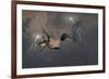 Dragons Air Battle & Lightning-null-Framed Premium Giclee Print