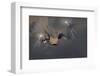 Dragons Air Battle & Lightning-null-Framed Art Print