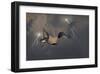 Dragons Air Battle & Lightning-null-Framed Art Print