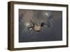 Dragons Air Battle & Lightning-null-Framed Art Print