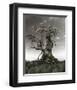 Dragons on a Gnarled Tree-null-Framed Art Print