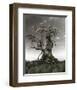 Dragons on a Gnarled Tree-null-Framed Art Print