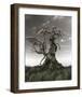 Dragons on a Gnarled Tree-null-Framed Art Print