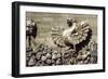 Dragons-null-Framed Giclee Print