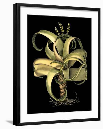 Dramatic Aloe I-Basilius Besler-Framed Art Print