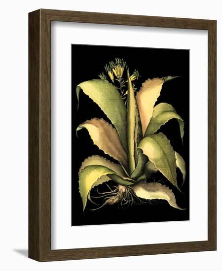 Dramatic Aloe II-Basilius Besler-Framed Art Print