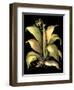 Dramatic Aloe II-Basilius Besler-Framed Art Print