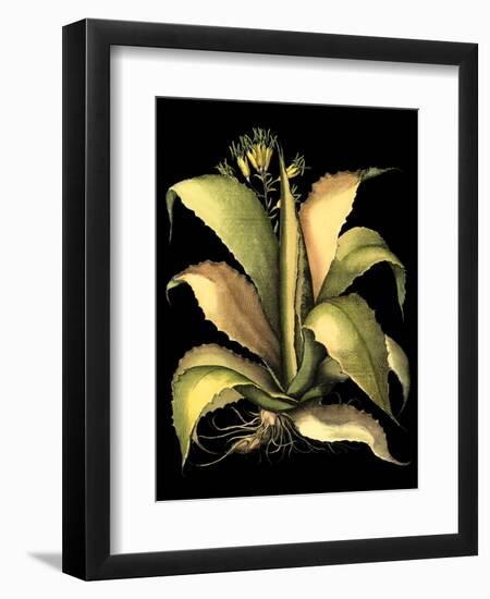 Dramatic Aloe II-Basilius Besler-Framed Art Print
