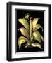 Dramatic Aloe II-Basilius Besler-Framed Art Print