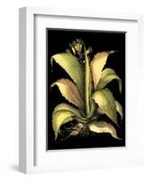 Dramatic Aloe II-Basilius Besler-Framed Art Print