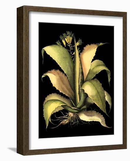 Dramatic Aloe II-Basilius Besler-Framed Art Print