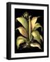 Dramatic Aloe II-Basilius Besler-Framed Art Print