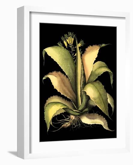 Dramatic Aloe II-Basilius Besler-Framed Art Print