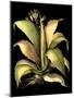 Dramatic Aloe II-Basilius Besler-Mounted Art Print