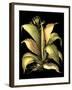 Dramatic Aloe II-Basilius Besler-Framed Art Print