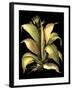 Dramatic Aloe II-Basilius Besler-Framed Art Print