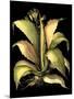 Dramatic Aloe II-Basilius Besler-Mounted Art Print