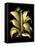 Dramatic Aloe II-Basilius Besler-Framed Stretched Canvas