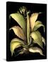 Dramatic Aloe II-Basilius Besler-Stretched Canvas