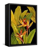 Dramatic Bird of Paradise-Tim O'toole-Framed Stretched Canvas