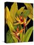 Dramatic Bird of Paradise-Tim O'toole-Stretched Canvas