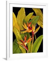 Dramatic Bird of Paradise-Tim O'toole-Framed Art Print