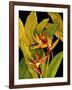 Dramatic Bird of Paradise-Tim O'toole-Framed Art Print