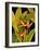 Dramatic Bird of Paradise-Tim O'toole-Framed Art Print