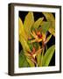 Dramatic Bird of Paradise-Tim O'toole-Framed Art Print