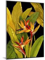 Dramatic Bird of Paradise-Tim O'toole-Mounted Art Print