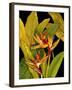 Dramatic Bird of Paradise-Tim O'toole-Framed Art Print