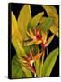 Dramatic Bird of Paradise-Tim O'toole-Framed Stretched Canvas