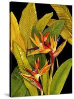 Dramatic Bird of Paradise-Tim O'toole-Stretched Canvas