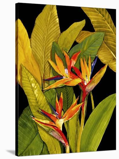 Dramatic Bird of Paradise-Tim O'toole-Stretched Canvas