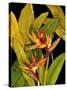 Dramatic Bird of Paradise-Tim O'toole-Stretched Canvas